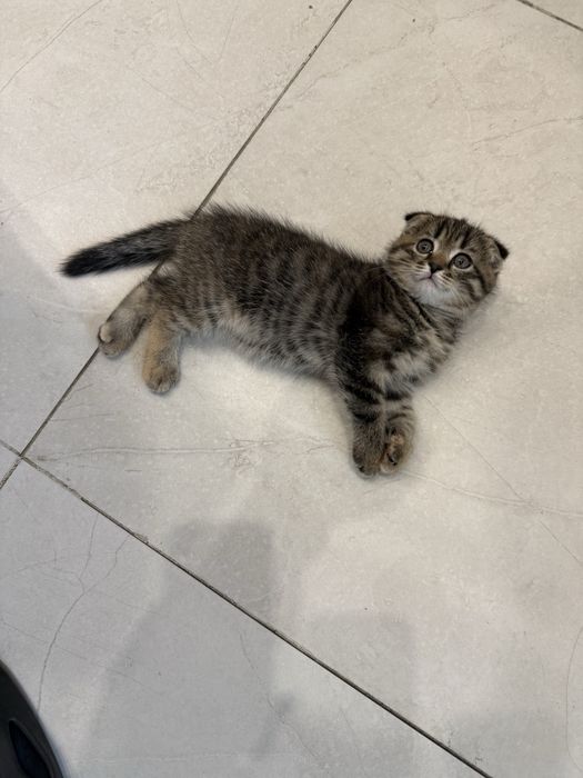 Котенок (Шотландская вислоухая)