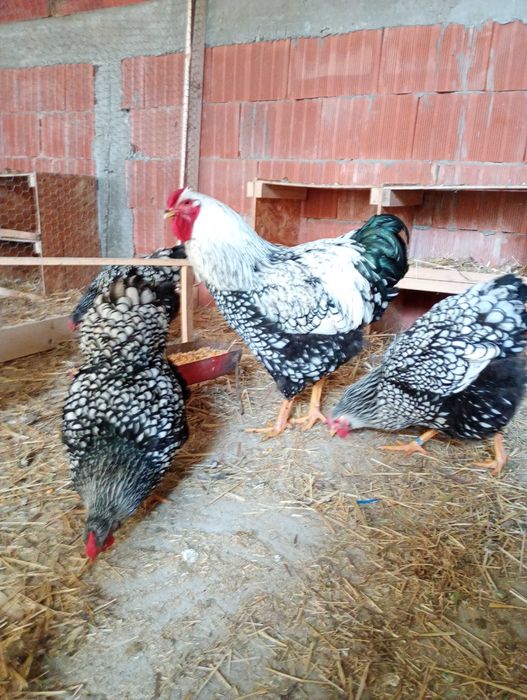 Vând ouă pentru incubat de wyandotte argintiu