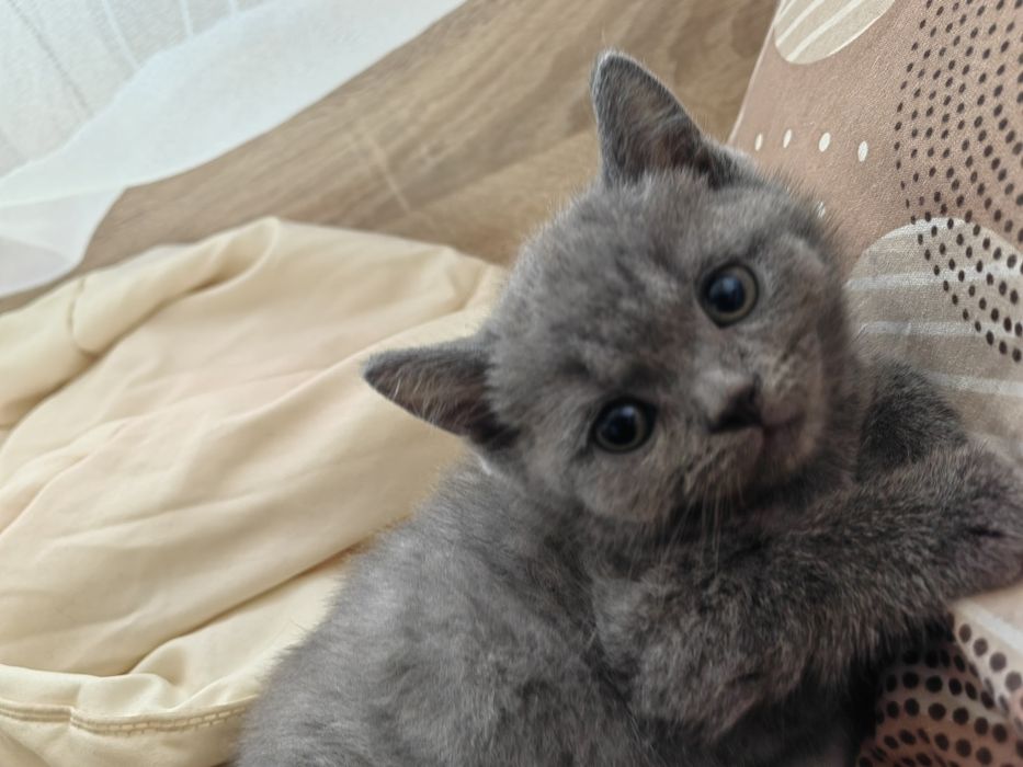 Британска късокосместа котка