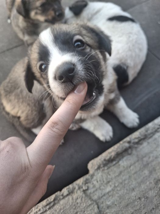 Щенки в хорошие руки