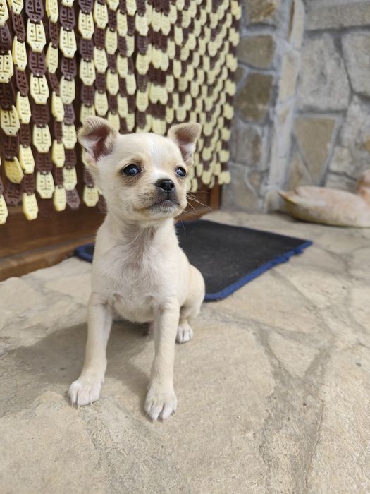 Продавам мъжки Пинчер