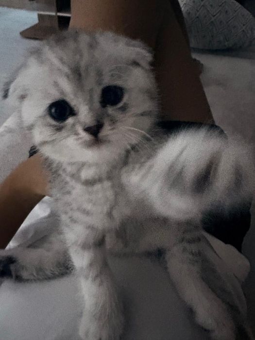 Британский вислоухий котенок