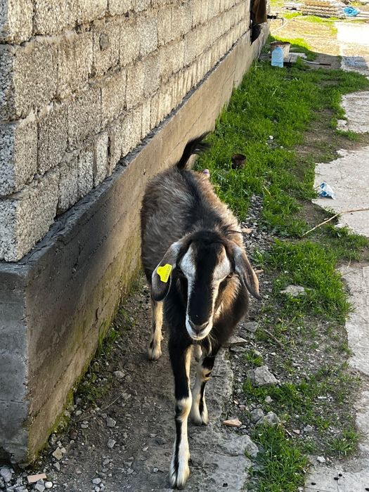 Сүтті сауын ешкілер