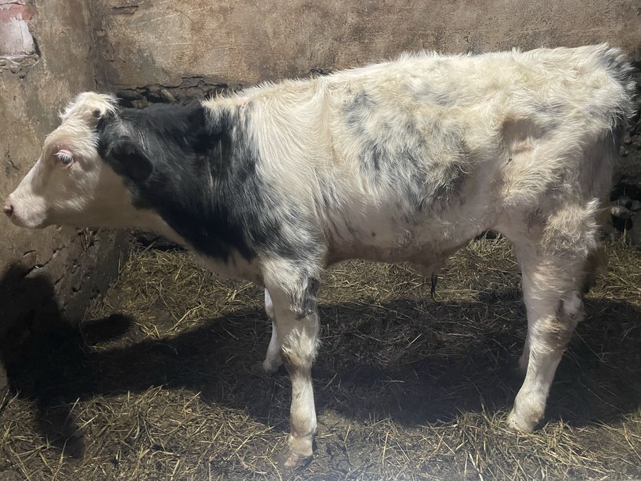 Vînd 2 taurasi  mari