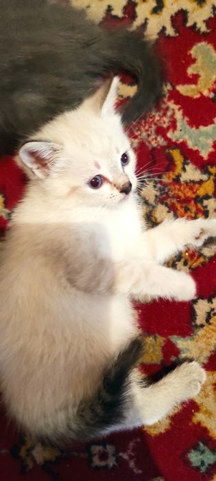 Дарю очень милых котят.