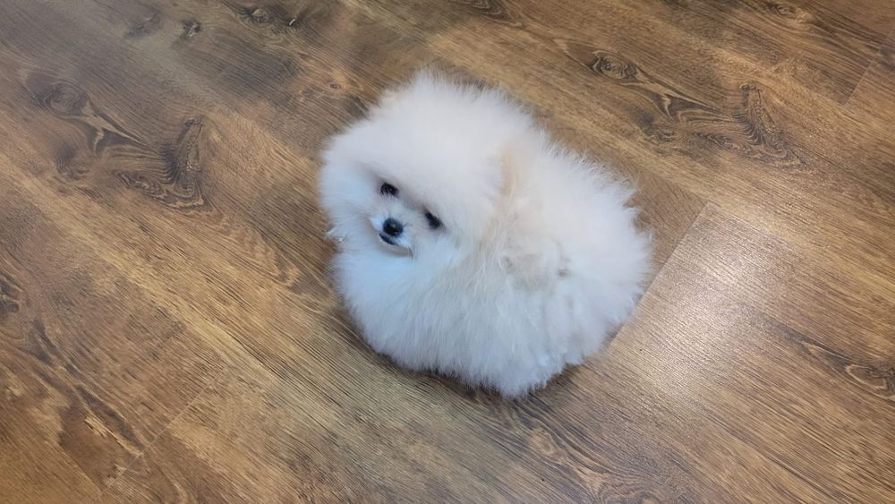 Pomeranian cățelușă