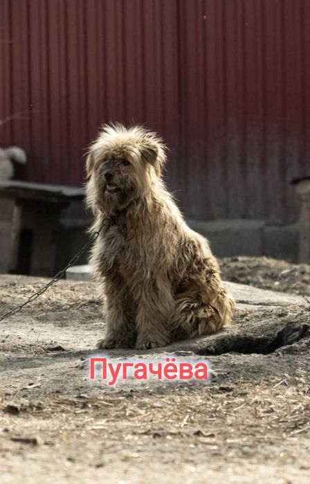 Дарю в добрые и ответственные руки