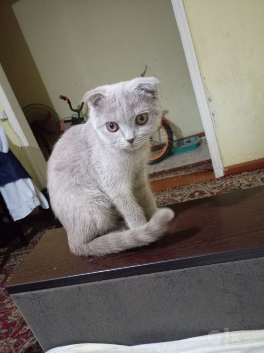 Mushuk bolasi sotiladi
