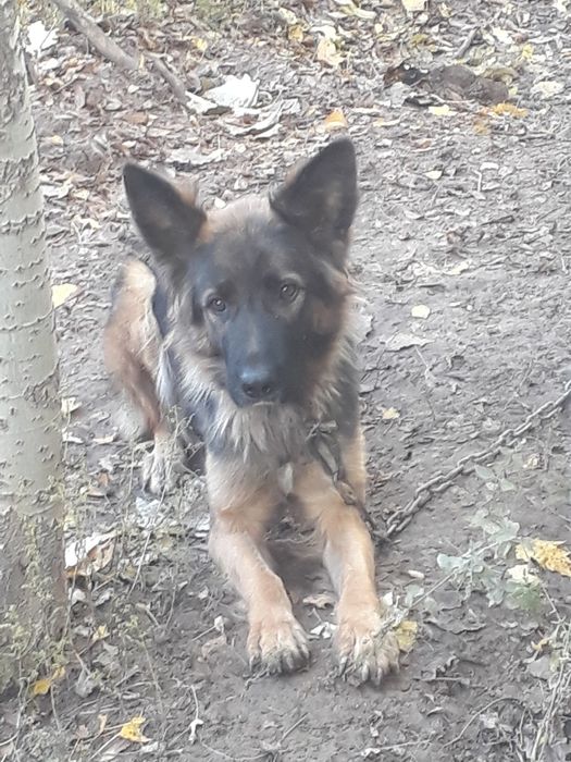 Nemetski afcharka sotiladi aqilli