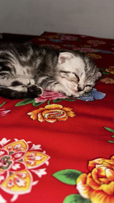 Продается котята скотиш флод вислоуха