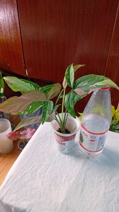 Продам сингониумы Орм нак, Ред спот триколор, Ангустатум, Годзилла