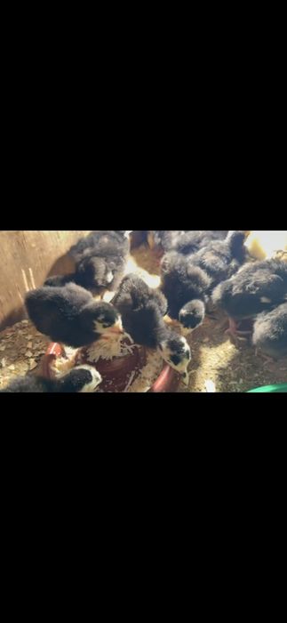 Курка жужалар  10