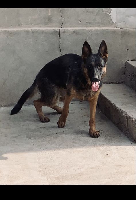 немецкая овчарка