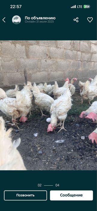 Несушки куры белые , несутся хорошо