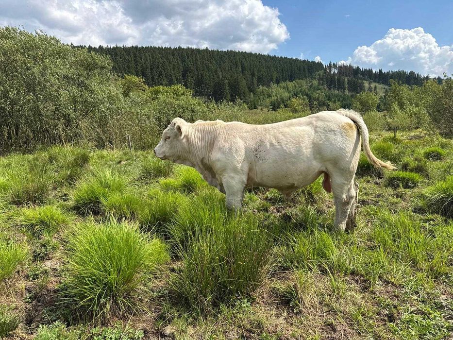 Tăuraş Charolaise cu pedigree