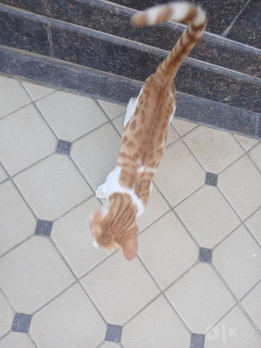 Котёнок метис бенгала
