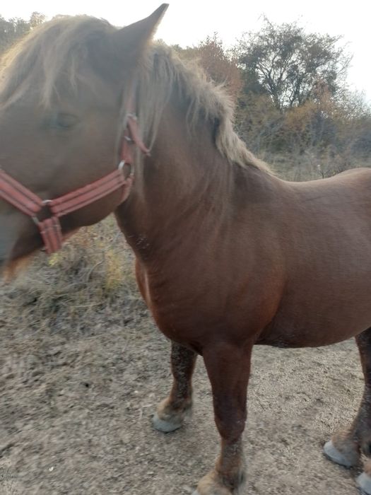 Vând sau schimb cu tractor  armasar de 2 ani linia Miutescu