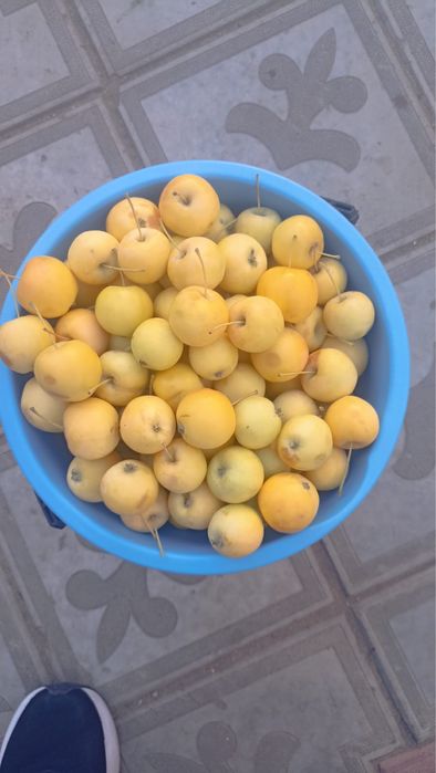 продам яблочки уралка