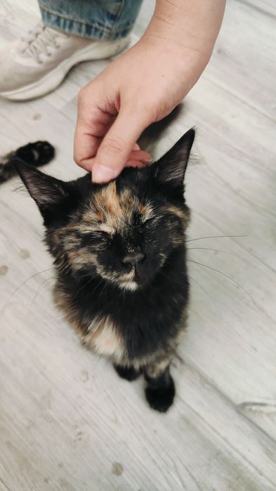 Маленькая кошечка ищет семью
