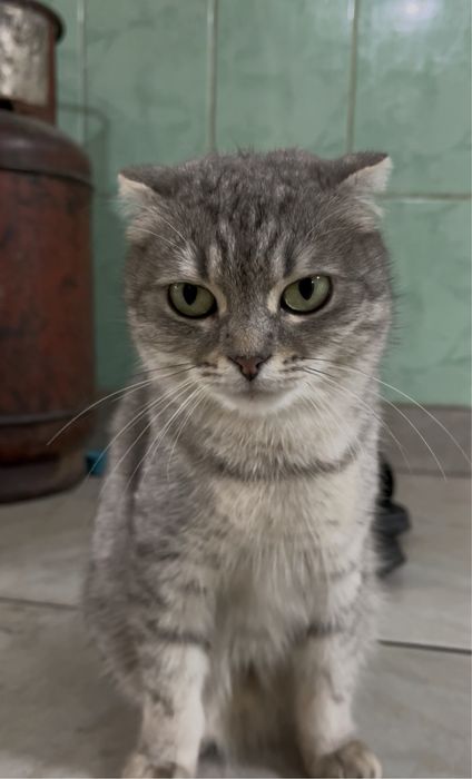 Отдам кошку девочку в добрые руки