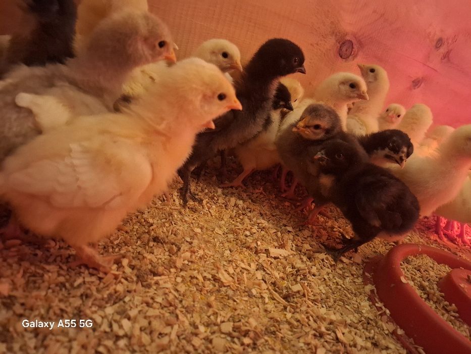 Damshniy tovuq jo'jalari bor