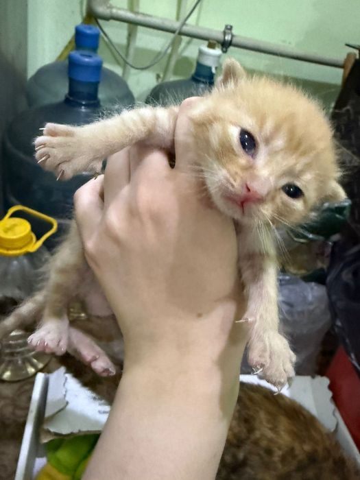 Отдам котят в добрые руки