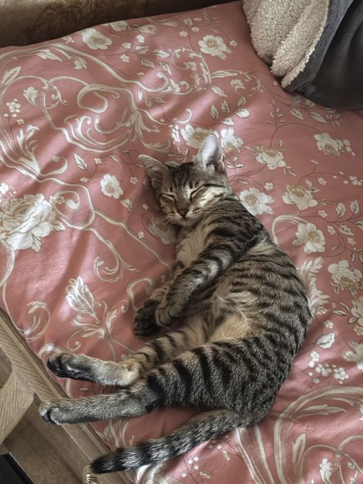 Кот, котята, котенок