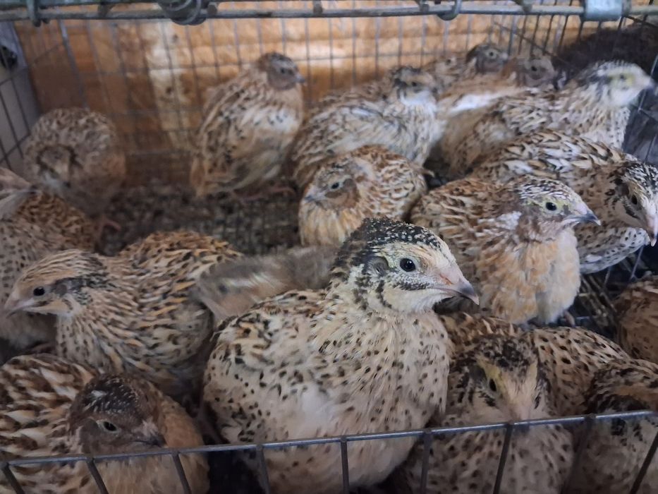 Prepelite preouătoare