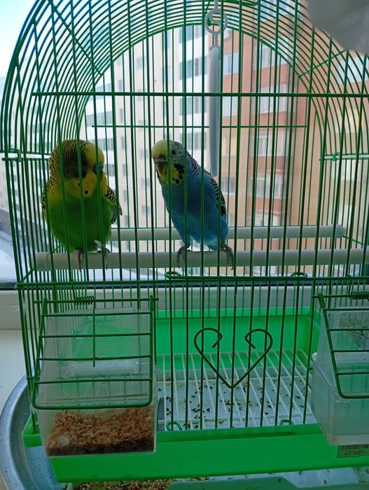 Молодые волнистые папугайчики