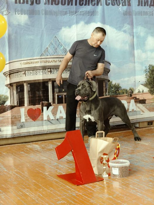 Щенки кане-корсо