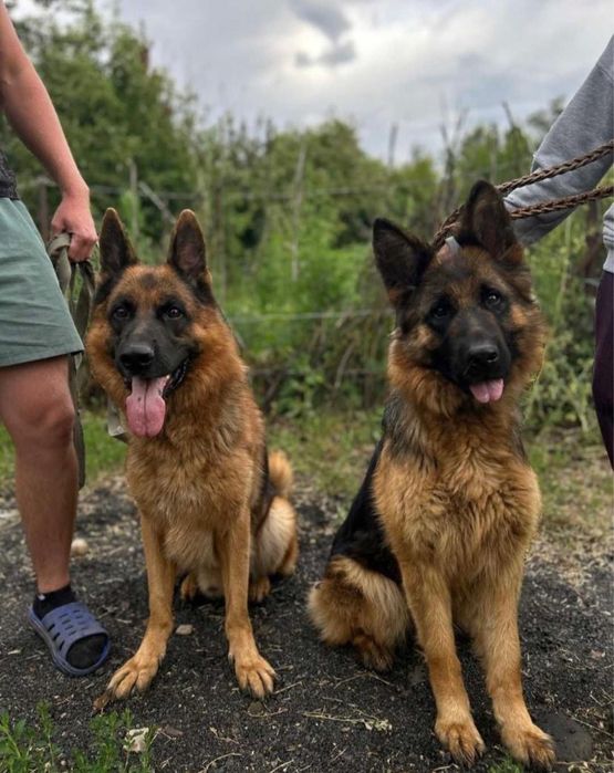 Продам щенков немецкой овчарки