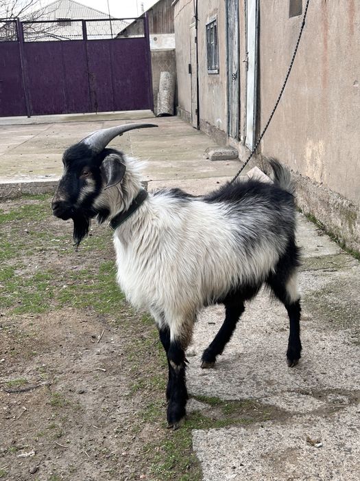 Альпийский теке сатылады