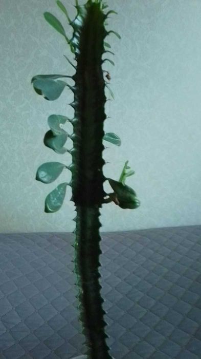 Кактус  - цвете -