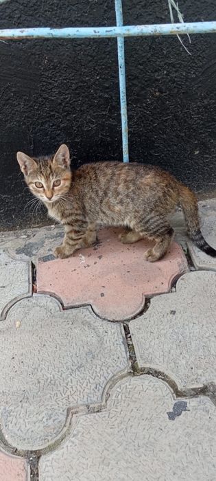 Котята 1,5 месяца