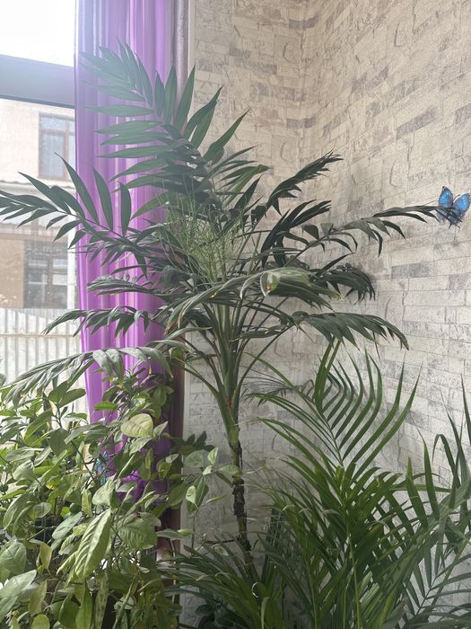 Для дома либо для офиса цветы