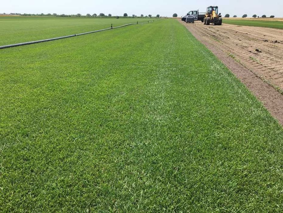 Gazon Rulou Proaspăt – Livrare în Toată Țara și Montaj