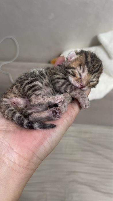 Бенгал. Бенгальские котята