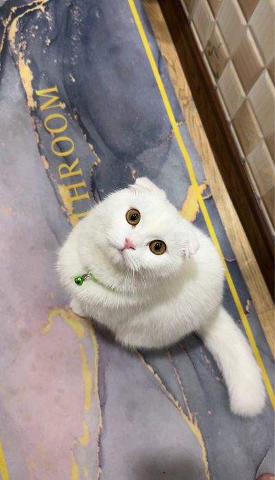 Skotish fold vyazka erkak