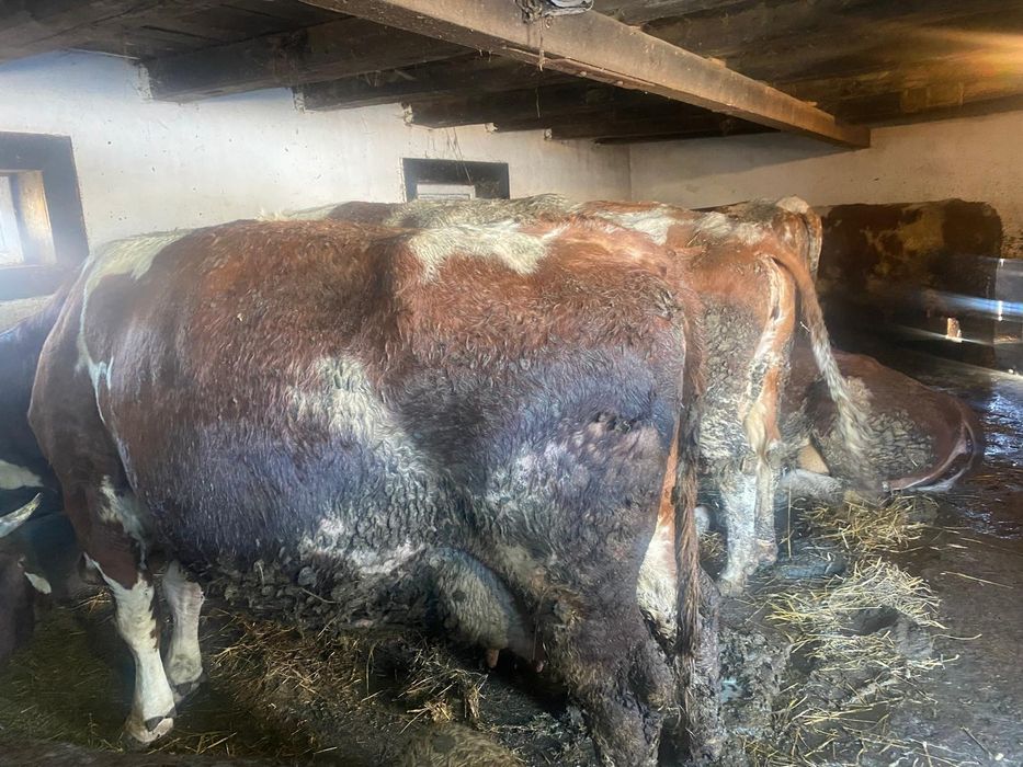 Vand vaci si juninci