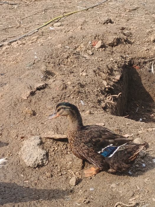 Vând trei rațe doua Rouen și una moțată