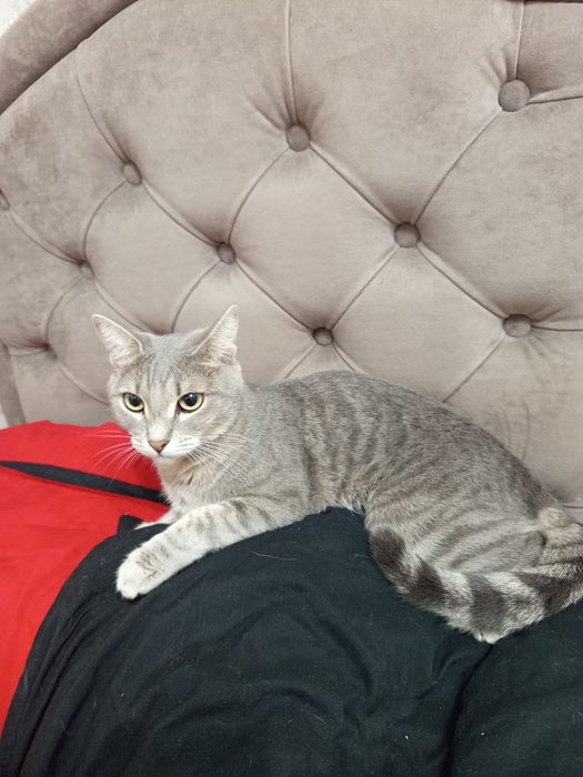 Красавчик котик отдам