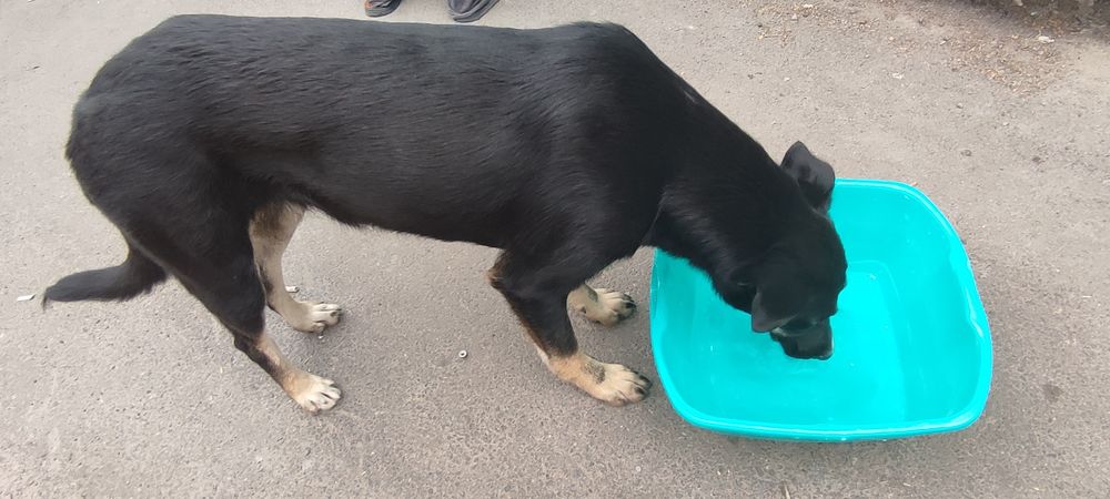 Нужен дом для прекрасной Беллы