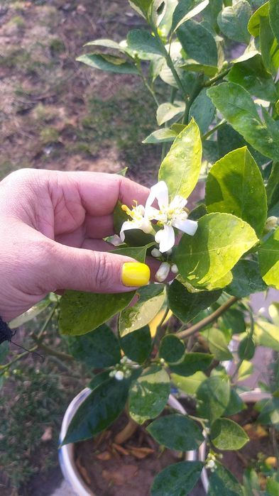 Лимоны, мандарины, апельсины с плодами цветущие