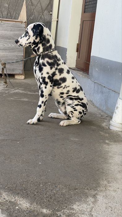 Dalmatin kuchuk sotiladi juda ham toza qonlik