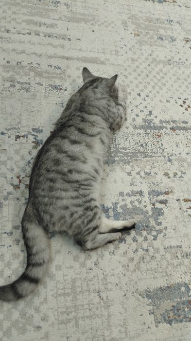 Отдаем кот на хорошие руки
