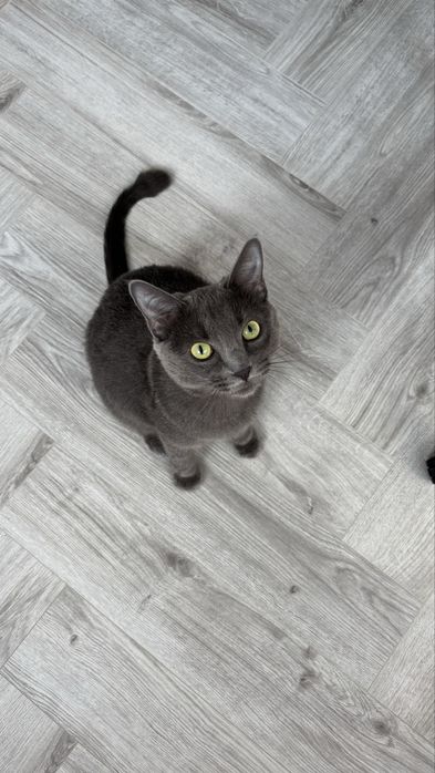 Отдам кошку в добрые руки