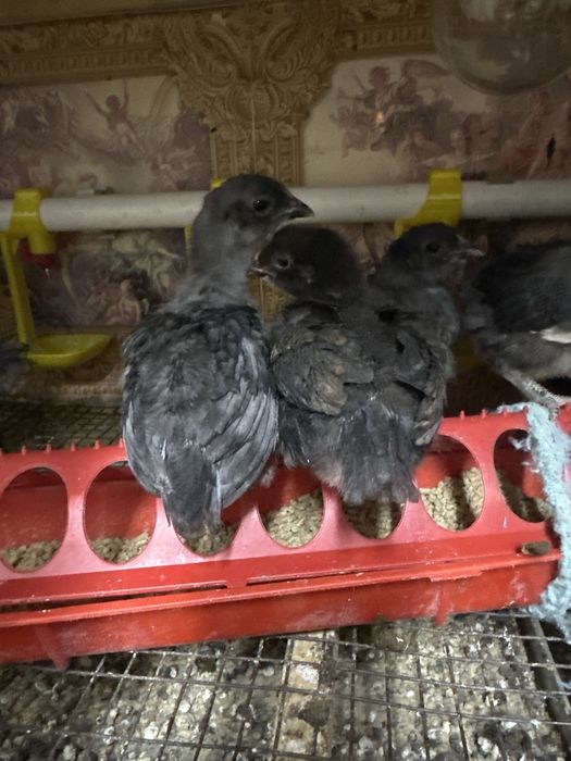 Цыплята домашние  3х недельные