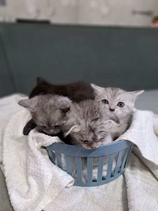 Животные котята .