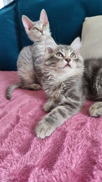 Котята редкой породы папа чистокровный  хайленд фолд мама Девон Рекс