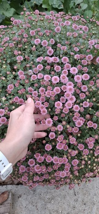 Хризантема мультифлора